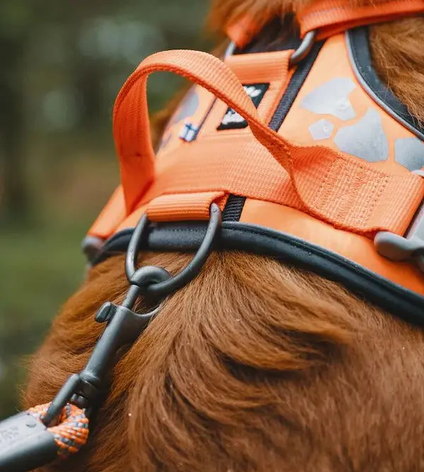 Stylish Dog Harness
