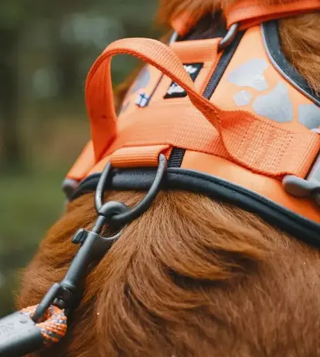 Stylish Dog Harness